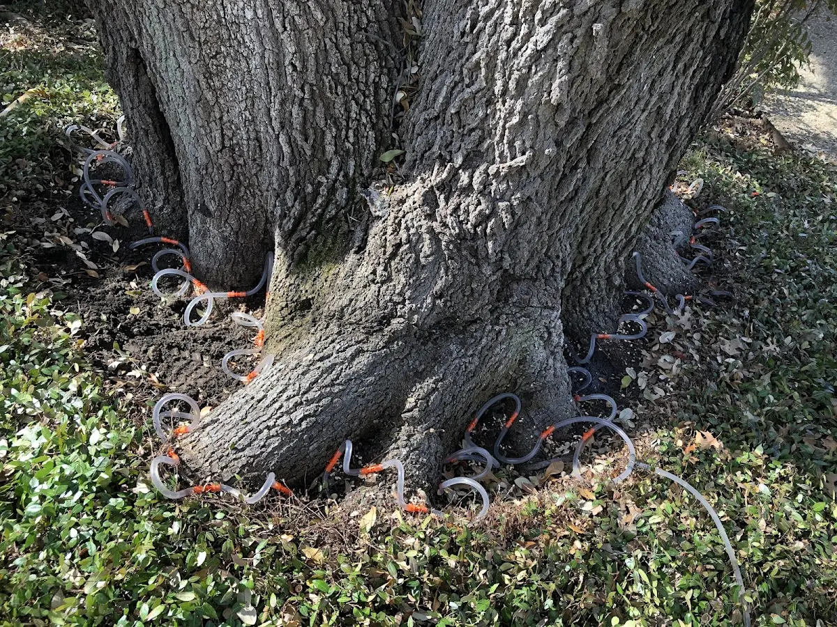 Detailed Tree Cabling and Bracing job site in Bayou La Batre