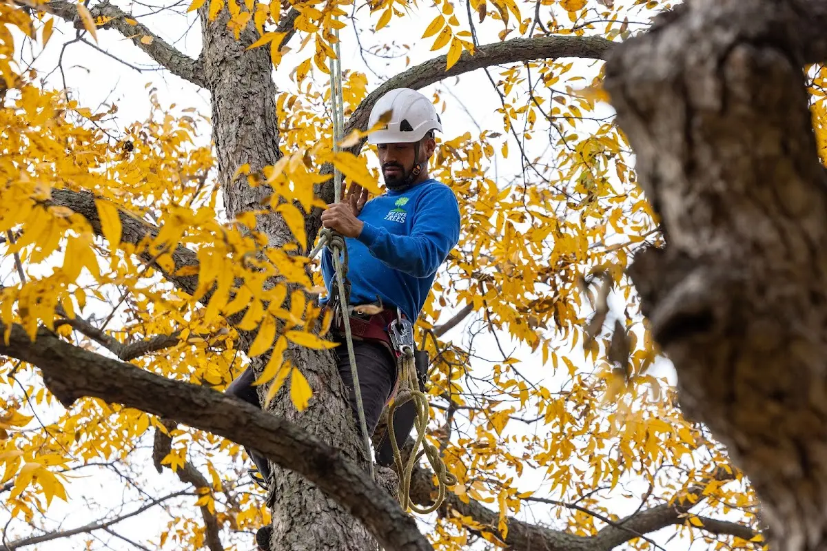 Skilled Tree Pruning crew working in Bayou La Batre